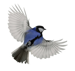blue great tit in flight with open wings