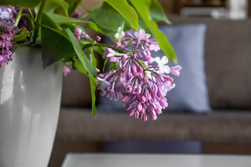 Beautiful lilac flower at home