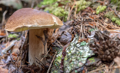 medium penny bun mushroom in forest