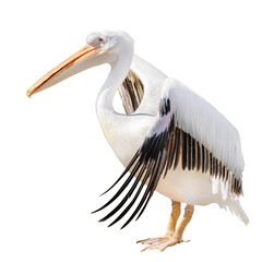 large isolated pure white pelican