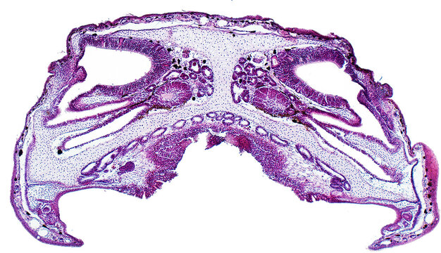 Cross section of the head marsh frog (Pelophylax ridibundus). Nasal cavity and the vomeronasal organ. Hematoxylin and eosin stain (H&E).