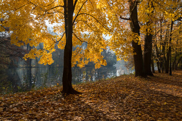 On the banks of the pond in the park, fall colors of the leaves.