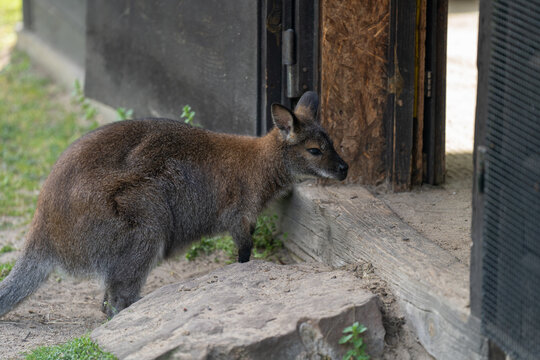 Kangur rdzawoszyi, walabia Bennetta, kangur Bennetta w warszawskim zoo