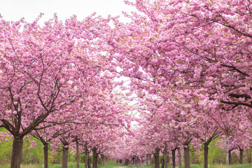 Alley of pink cherry blossoms in Berlin