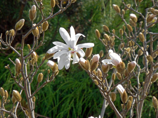 biały kwiat magnolii gwiaździstej, Magnolia stellata, puszyste, pąki kwiatowe