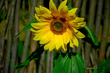 żółty kwiat słonecznika na tle drewnianego płotu, Helianthus, yellow sunflower flower on the background of a wooden fence - obrazy, fototapety, plakaty