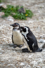 zbliżenie, mały czarno biały pingwin, wybieg w zoo