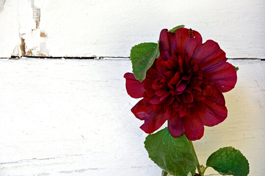 bordowy kwiat malwy, pwłny kwiat malwy, ciemnoczerwona malwa, Alcea 