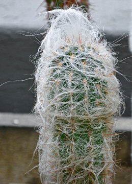 Kaktus Oreocereus lub cephalocereus senilis w doniczce, biały włochaty kaktus