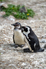zbliżenie, mały czarno biały pingwin, wybieg w zoo © Arkadiusz