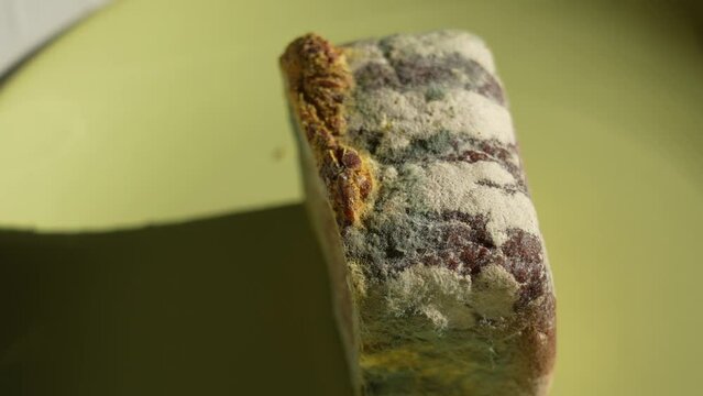 Colorful green, white, blue, yellow mold on surface of loaf of bread isolated on green plate background. 4k stock video footage of toxic spoiled food with fungus and bacterias. Spoiled food concept