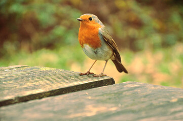 European robin standing on a wooden garden table