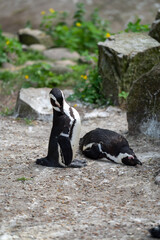 zbliżenie, mały czarno biały pingwin, wybieg w zoo © Arkadiusz