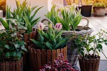 Dekoracje tarasu tulipanami w doniczkach  - obrazy, fototapety, plakaty