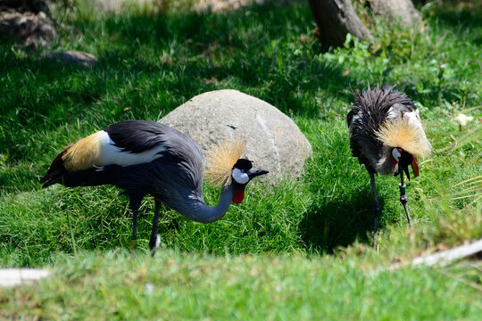 Pair of black crowned crane birds on a field