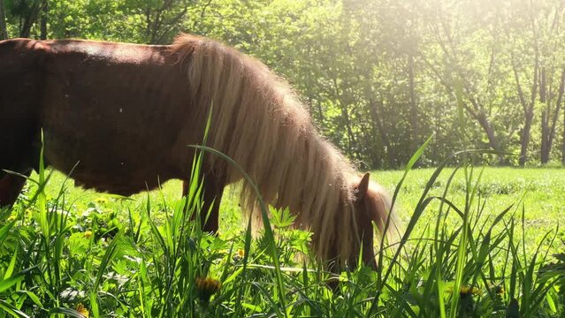 Brown pony grazes on a green meadow on a sunny spring day. Side view. Low angle shot