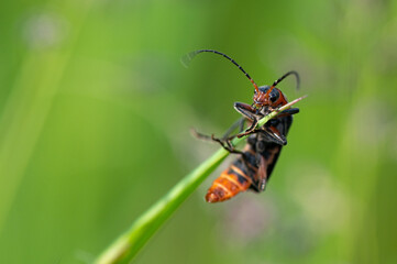 Cantharis rustica - Cantharis Beetle - Téléphore moine - Cantharide rustique