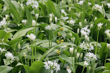 Closeup of wild garlic, Allium ursinum. Selected focus.