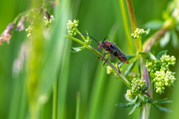 Cantharis rustica - Cantharis Beetle - Téléphore moine - Cantharide rustique