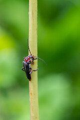Cantharis rustica - Cantharis Beetle - Téléphore moine - Cantharide rustique