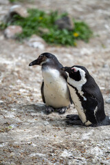 zbliżenie, mały czarno biały pingwin, wybieg w zoo © Arkadiusz