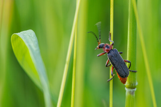 Cantharis rustica - Cantharis Beetle - T&eacute;l&eacute;phore moine - Cantharide rustique