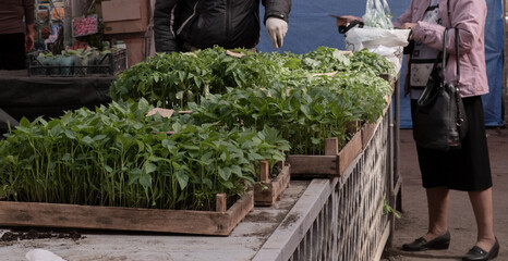 Fototapeta premium An elderly woman and a man choose seedlings in the market. Sowing in open ground, the process of selling plants. Growing food.