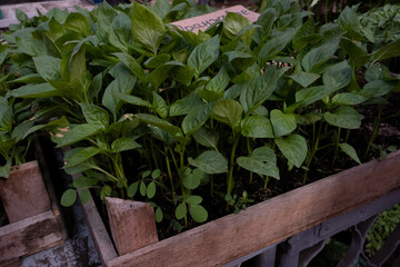A large pile of seedlings at the farmers market.
Seedlings of vegetables on the counter in the open air. Victory Gardens Initiative in Ukraine.
Root crops on sale for farming and vegetable gardens