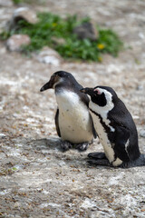 zbliżenie, mały czarno biały pingwin, wybieg w zoo © Arkadiusz