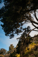 Trees in California Sunny Day