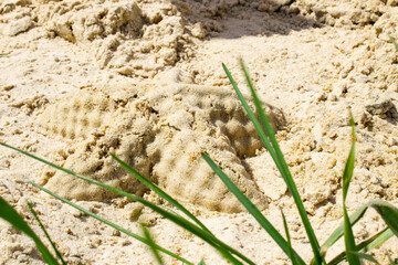 Children's sandbox. Sandbox molds. Children play in the sandbox. Sand on the playground.