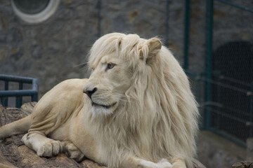 Closeup shot of a white lion in a zoo cage