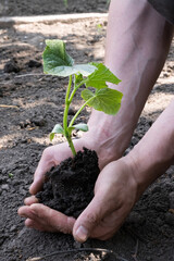 Seedlings in the hands of a man before planting. root placement in open ground. Men's hands and a plant on a farm in the garden.
Green cucumber sprout.
Concept: farming, growing food, sowing.