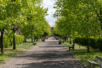 Fototapeta na wymiar row of green trees at the park avenue