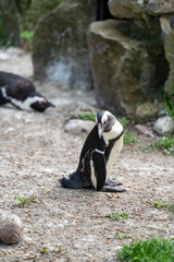 zbliżenie, mały czarno biały pingwin, wybieg w zoo © Arkadiusz