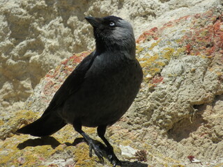 crow on the ground
