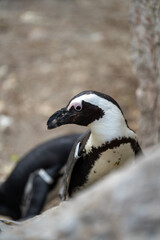 zbliżenie, mały czarno biały pingwin, wybieg w zoo © Arkadiusz