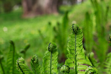 young green fern leaves in spring forest as a nature background