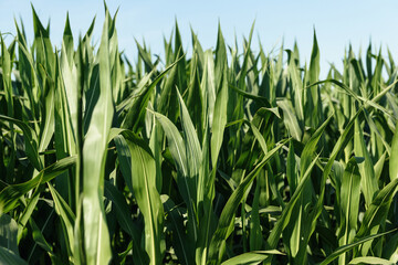 Obraz premium Corn in the field after spraying with pesticides. Droplets on corn leaves on the field. Corn on the field on sky background