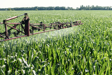 Self-propelled sprayer sprays pesticides on green corn on the field close up. Pesticide sprayer....