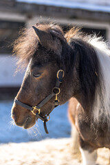 close up of a horse