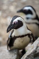 zbliżenie, mały czarno biały pingwin, wybieg w zoo © Arkadiusz