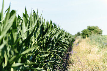 Corn in the field after spraying with pesticides. Droplets on corn leaves on the field. Corn on the field on sky background