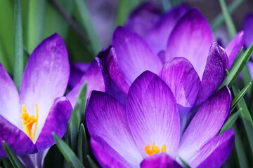 Closeup of vibrant purple crocus flowers growing in a garden with a blurry background