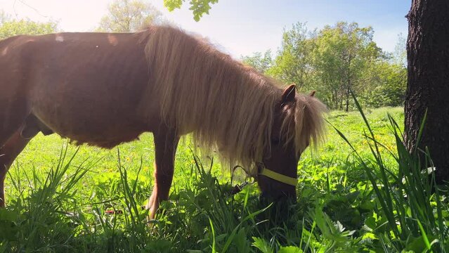Brown pony grazes on a green meadow with dandelions on a sunny spring day. Low angle shot. Side view