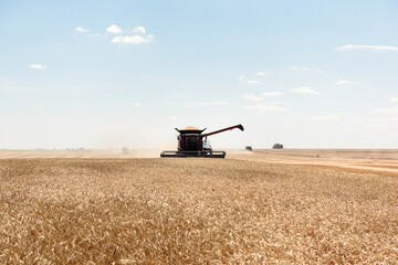 The combine harvests ripe wheat in the field. Red combine harvester on the field. Side view