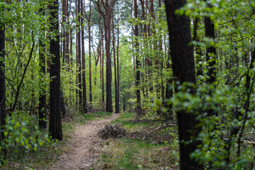 a winding narrow forest path leading into the unknown