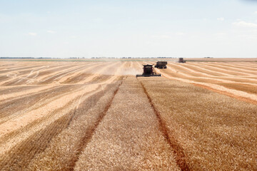 The combine harvests in the field, far front view. Red Combine harvests wheat