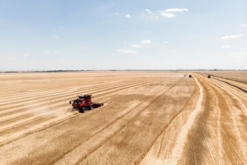 Harvester harvests in the field, drone view. Red Combine harvester collects wheat taken from a drone.