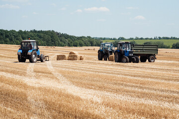 The tractor collects bales in the collected field. Blue tractor collects straw on a background of forest and sky.